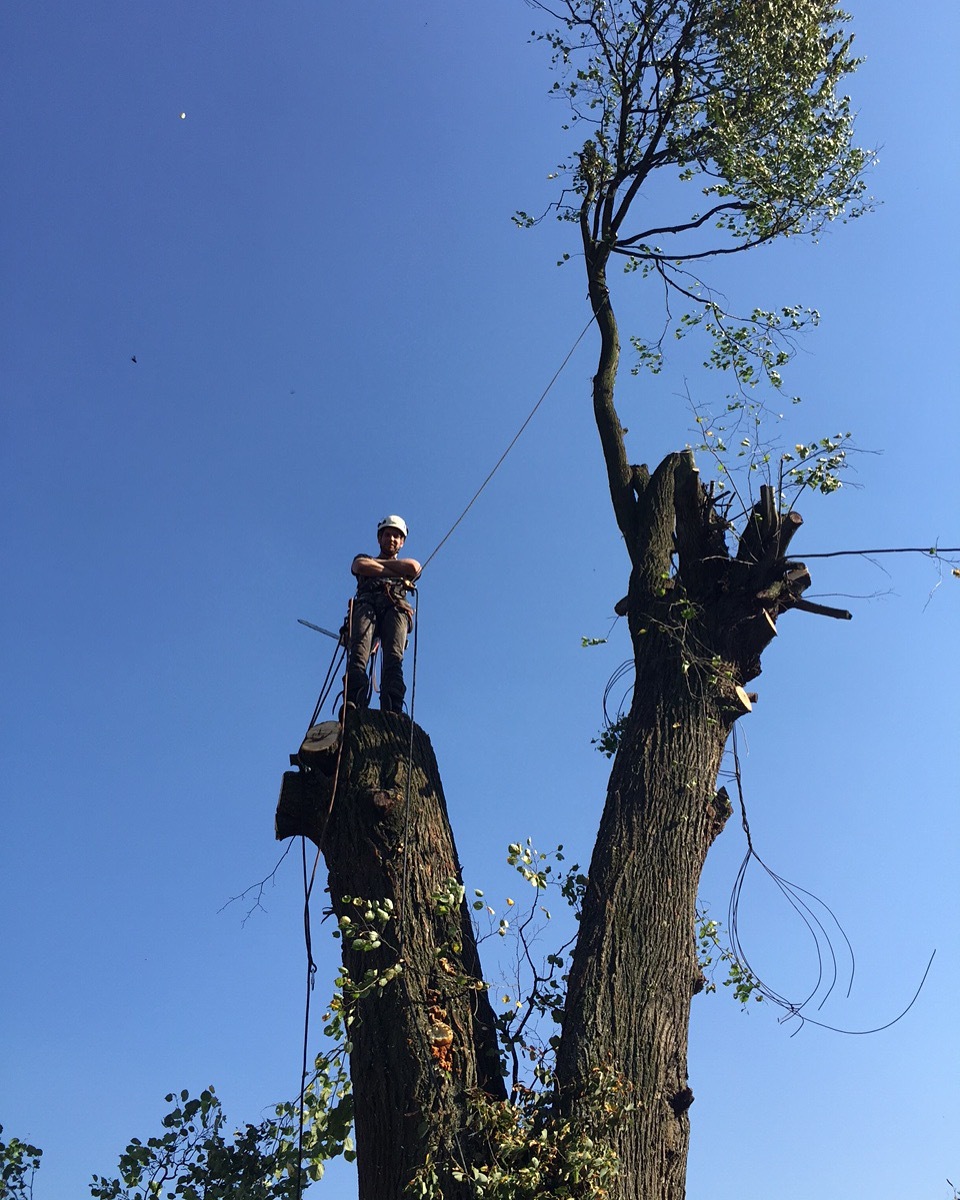 My place of work! Arborist! - My, Workplace, Arborist, Lumberjack, Mainstream, Longpost