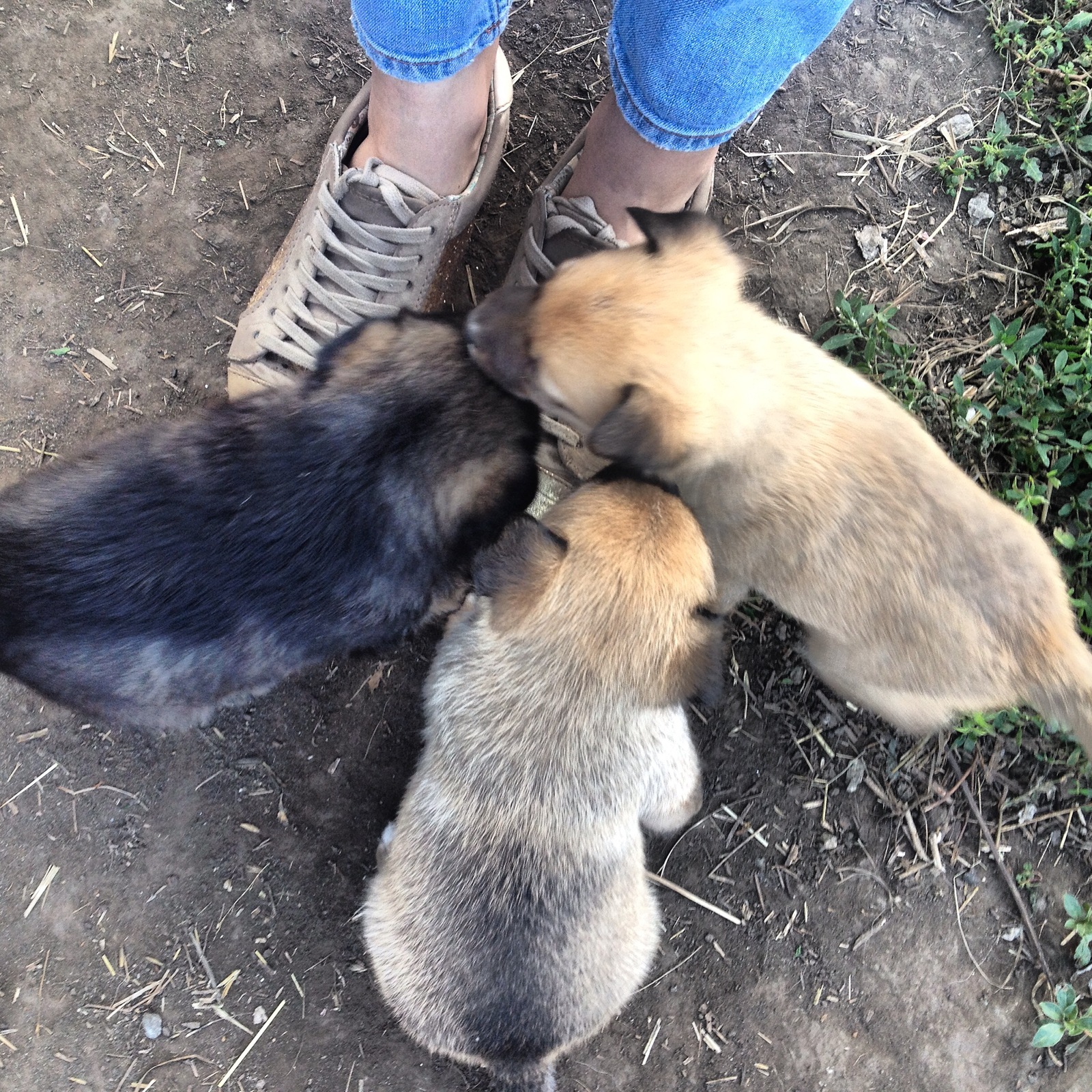 Barnaul! - My, Dog, Puppies, Barnaul, In good hands, Help