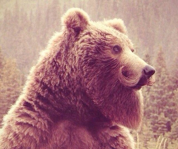 Bear - hipster - Images, Humor, The Bears