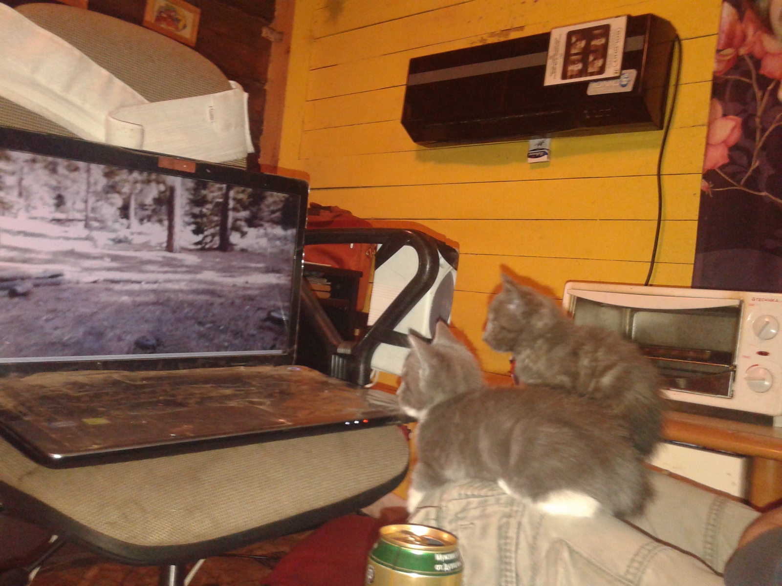 This is how we like to watch horror movies. - My, cat, Movies, View, Longpost