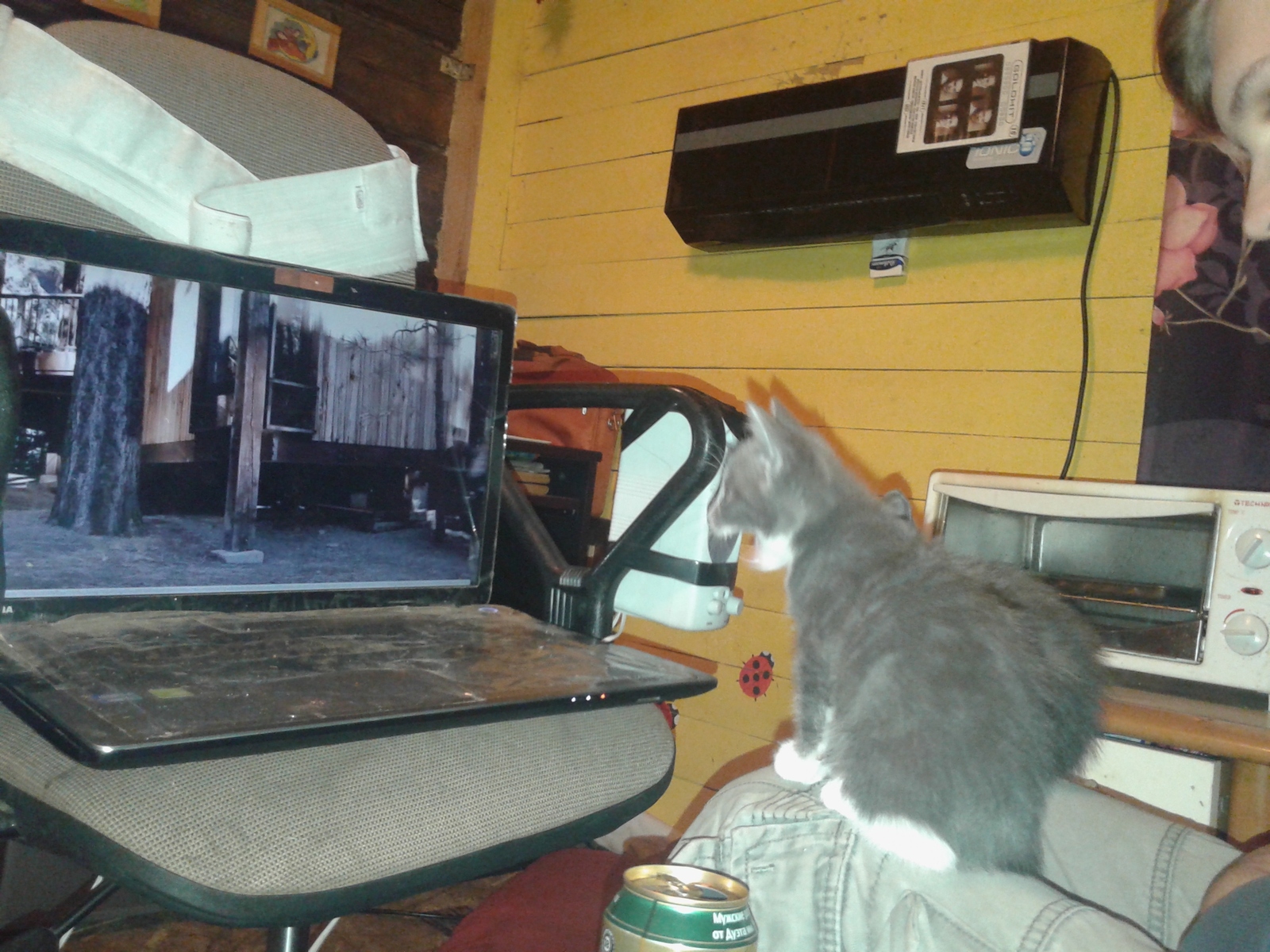 This is how we like to watch horror movies. - My, cat, Movies, View, Longpost