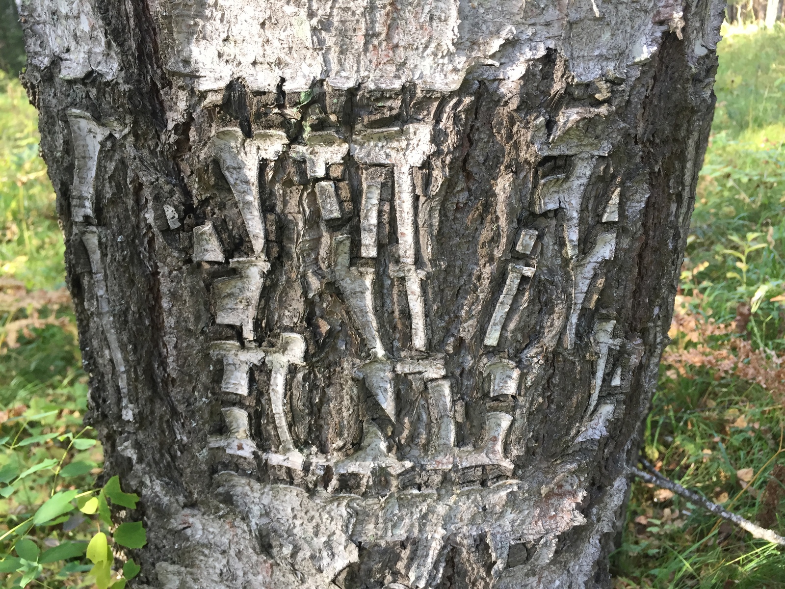 I found it on a tree in the remote taiga, can anyone tell me what it is? - My, Tree, Someone scratched