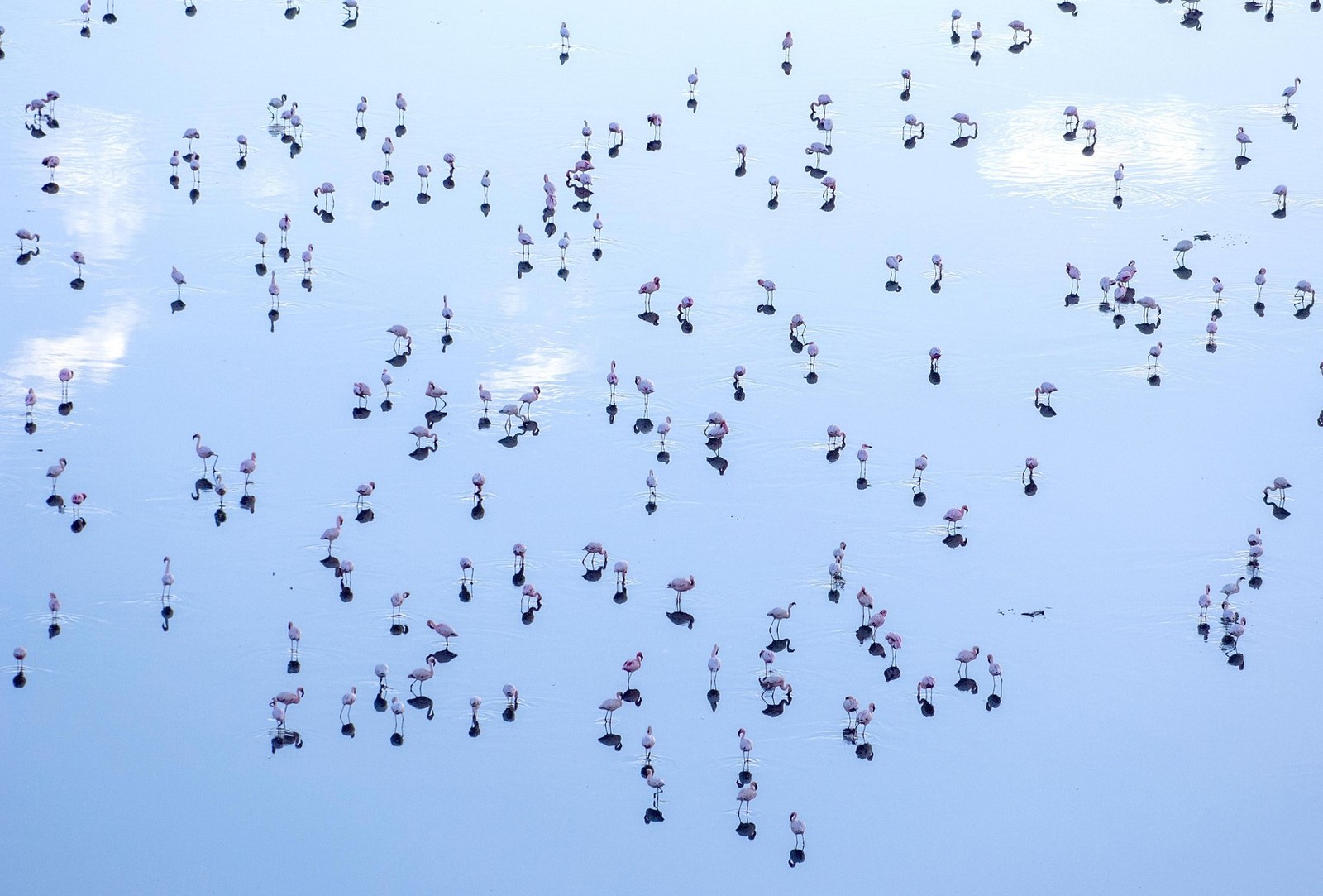 Flamingos at Lake Elmenteita, Kenya. - Flamingo, Beautiful, Esquire, Water, New, Kenya, Lake