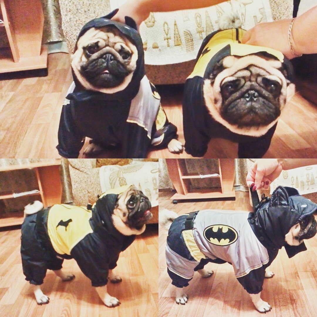 Pugs - My, Dog lovers, Pug, , Dog, Handsome men, Longpost