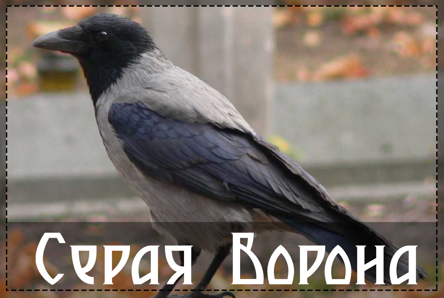 Varieties of crows and ravens - Crow, Crow, Birds, Corvids, Longpost
