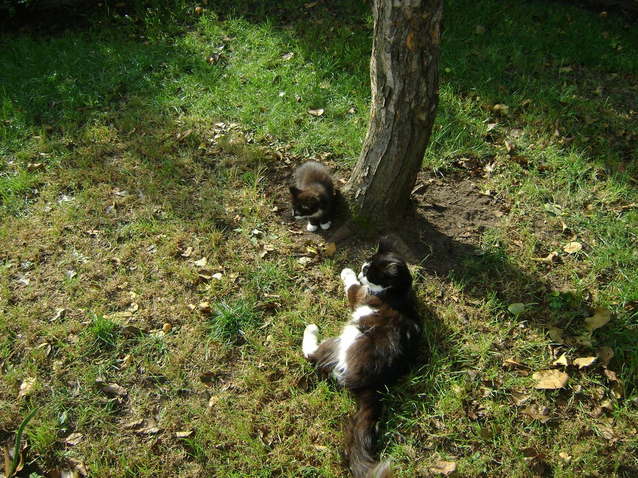 Tyumen, SNT Yasnaya Polyana. - My, Help, cat, Cat looking for a home, , Lost, Tyumen, SNT, Country cooperative