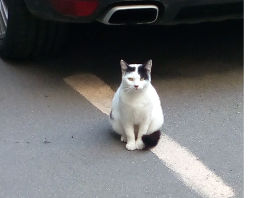 Cat on Zagorodny - My, cat, , Saint Petersburg, Adolf Gitler