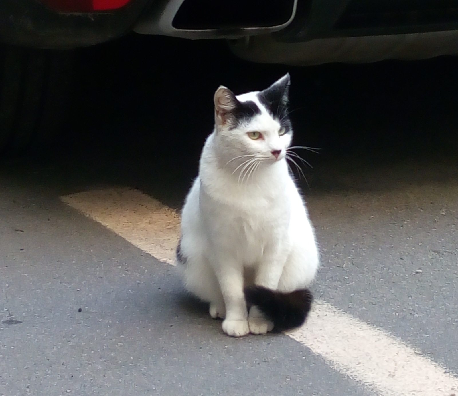 Cat on Zagorodny - My, cat, , Saint Petersburg, Adolf Gitler