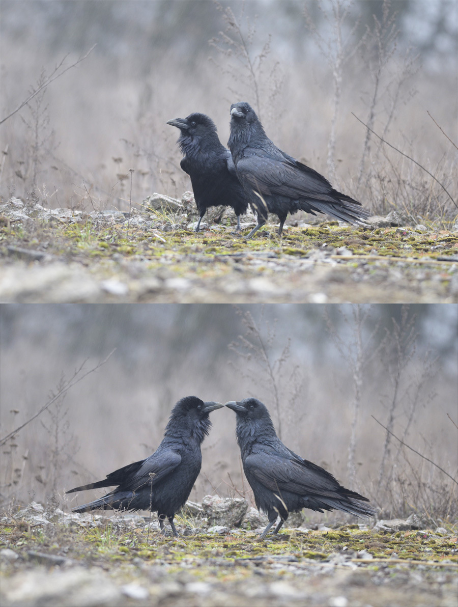 Corvus corax - Фото, Ворон, Птицы