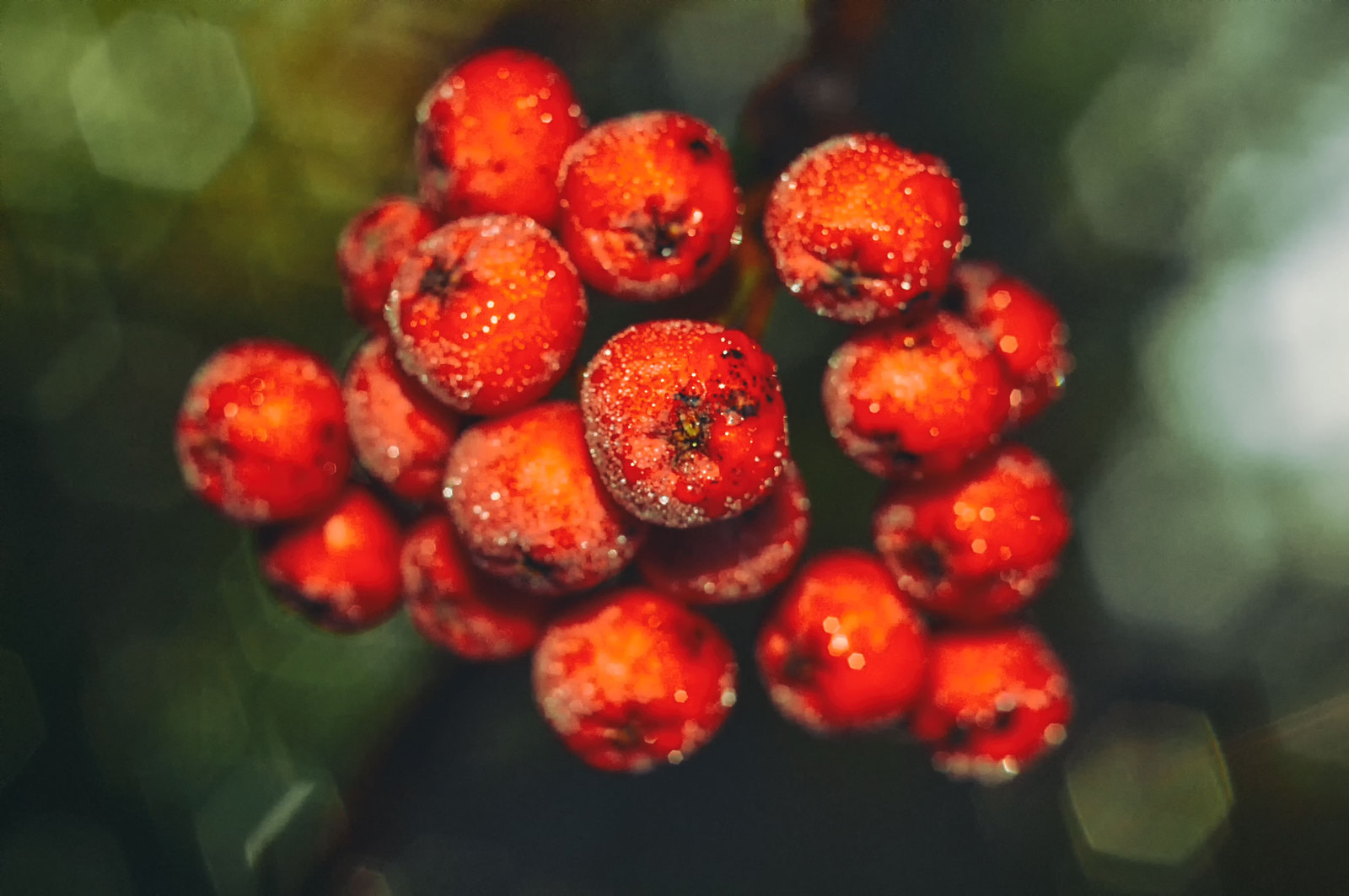 Autumn - My, The photo, Nikon d3200, Helios 44m, Forest, Bokeh, Gifts of nature, Republic of Belarus, Light, Helios 44m