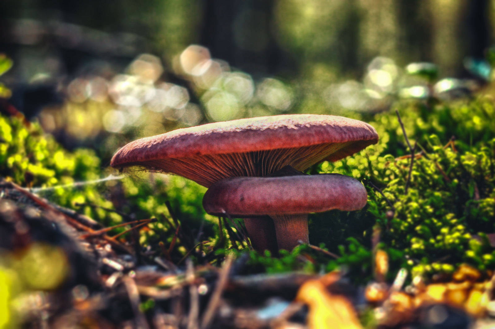 Autumn - My, The photo, Nikon d3200, Helios 44m, Forest, Bokeh, Gifts of nature, Republic of Belarus, Light, Helios 44m