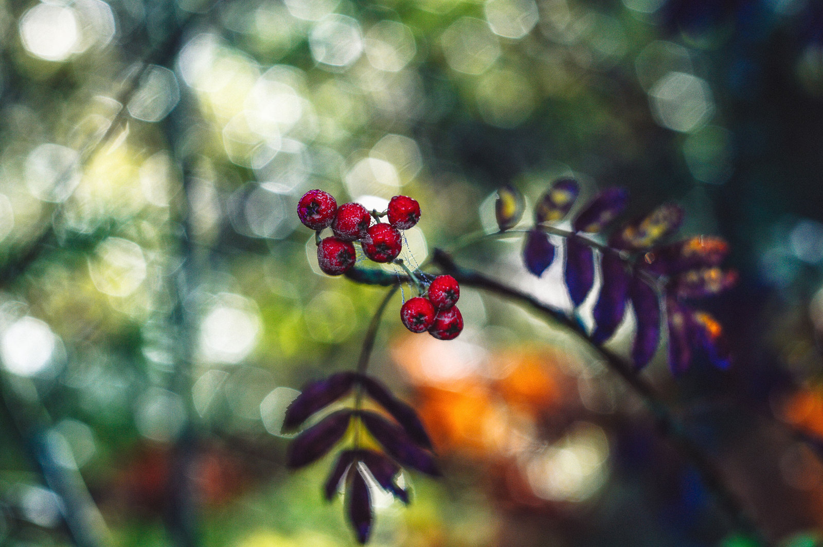 Autumn - My, The photo, Nikon d3200, Helios 44m, Forest, Bokeh, Gifts of nature, Republic of Belarus, Light, Helios 44m