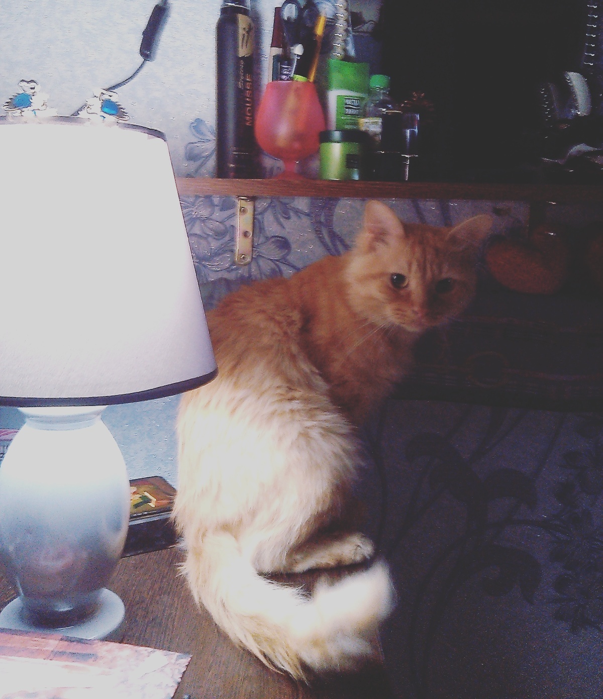 My personal cat with a lamp - My, Cat with lamp, Redheads