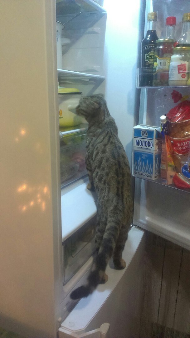 Roskotnadzor - cat, Rostekhnadzor, Gluttony, Refrigerator, Control