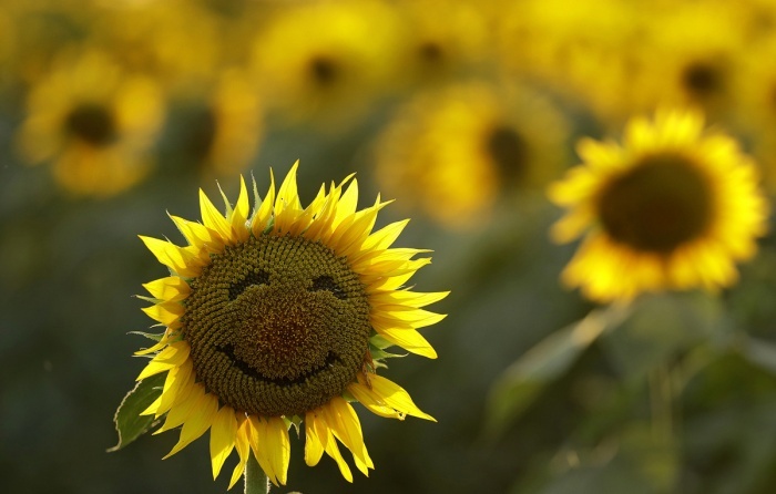 smile - Sunflower, Nyasha, Smile