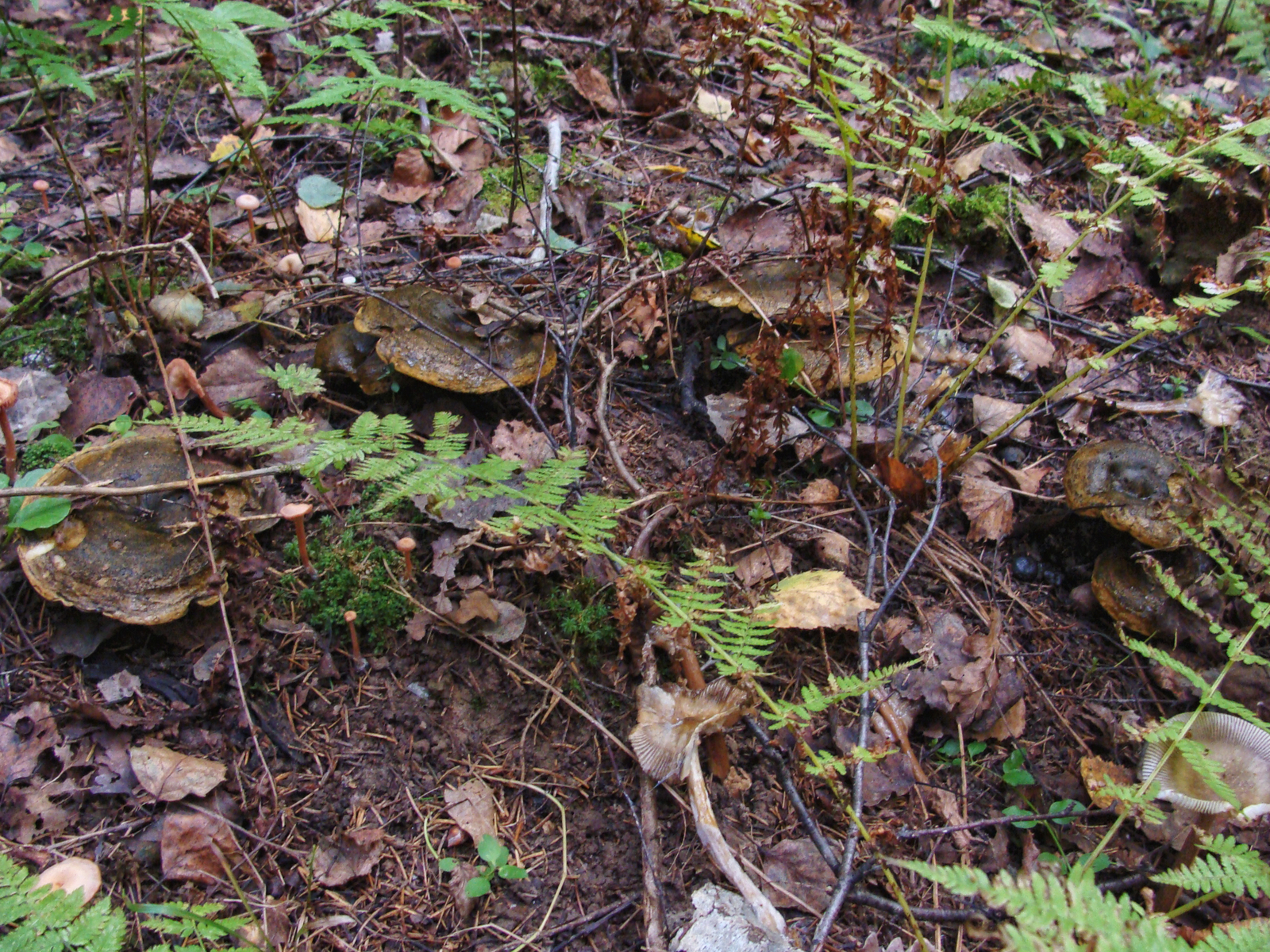 Rush and chernushki - My, Mushrooms, Mushroom season, Forest, Longpost, The photo, Ginger mushrooms