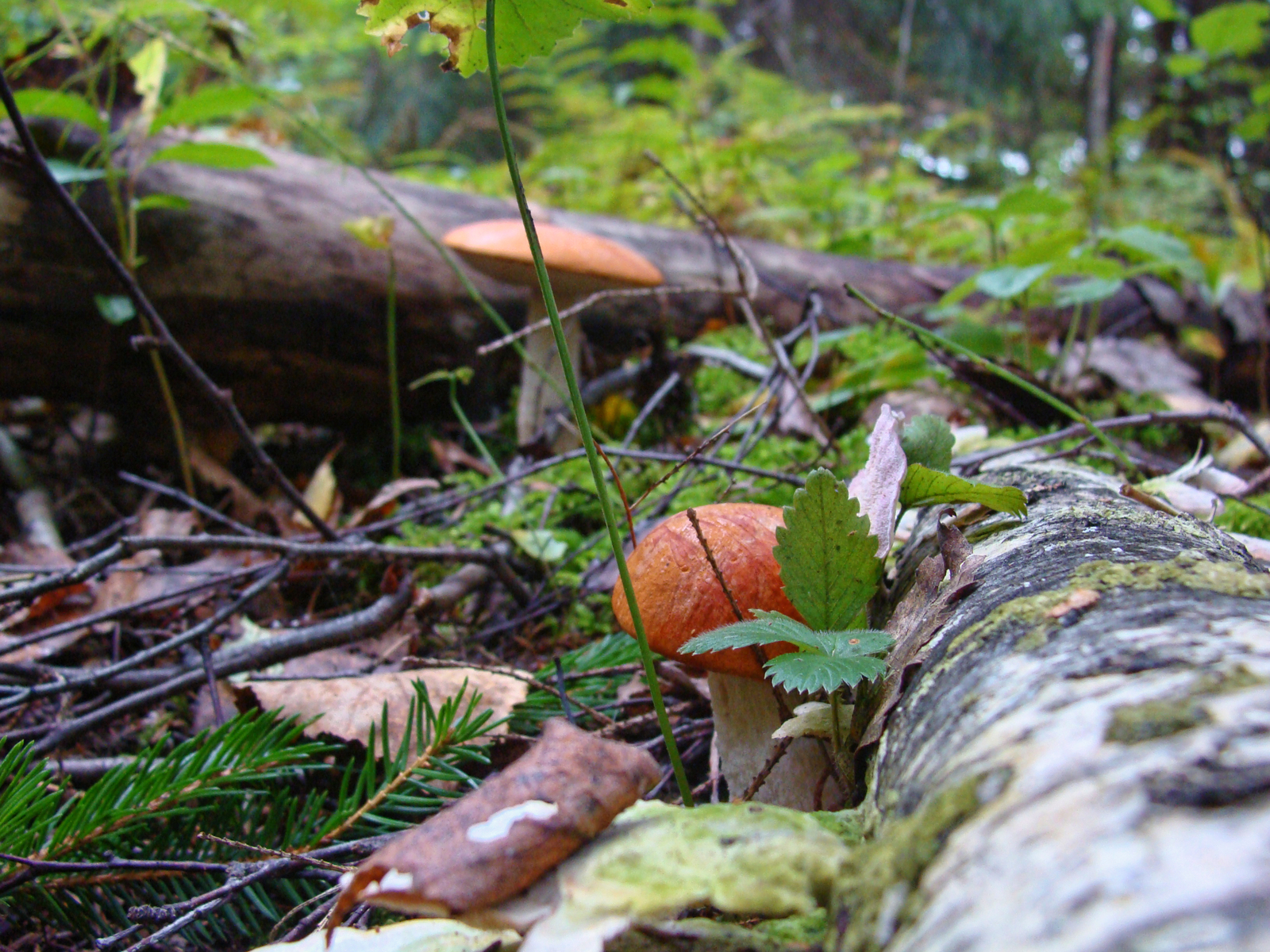 Rush and chernushki - My, Mushrooms, Mushroom season, Forest, Longpost, The photo, Ginger mushrooms