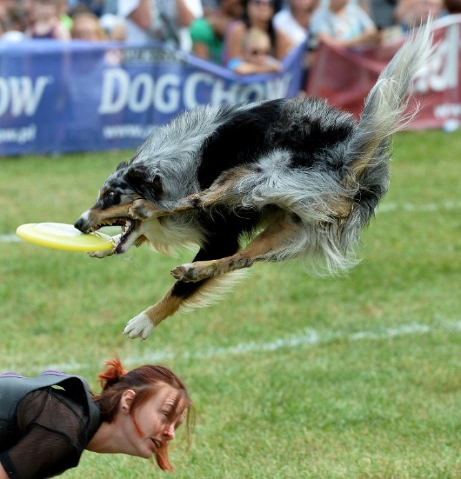 Get down... - Dog Frisbee, Warsaw, Photo