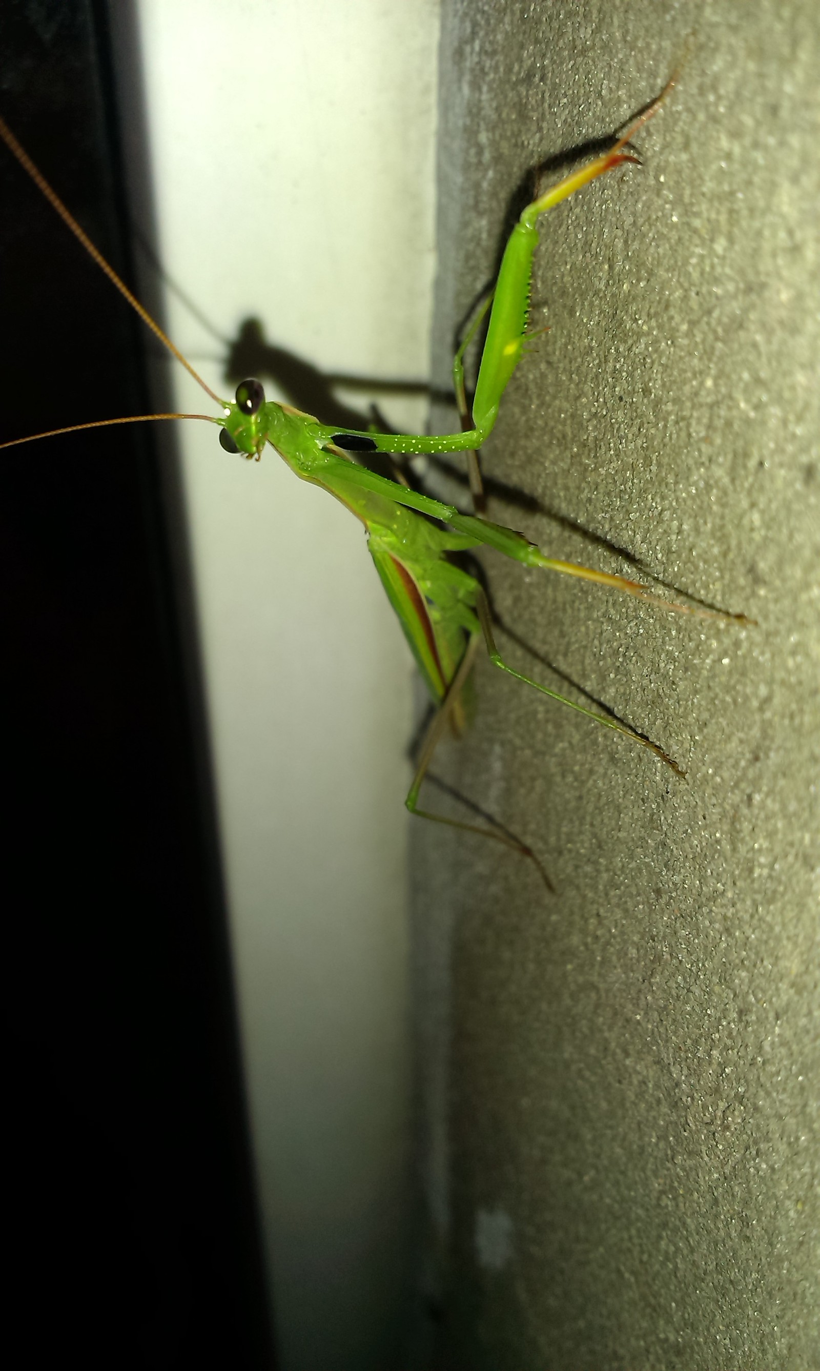 Evening guest - My, Mantis, Insects, Night