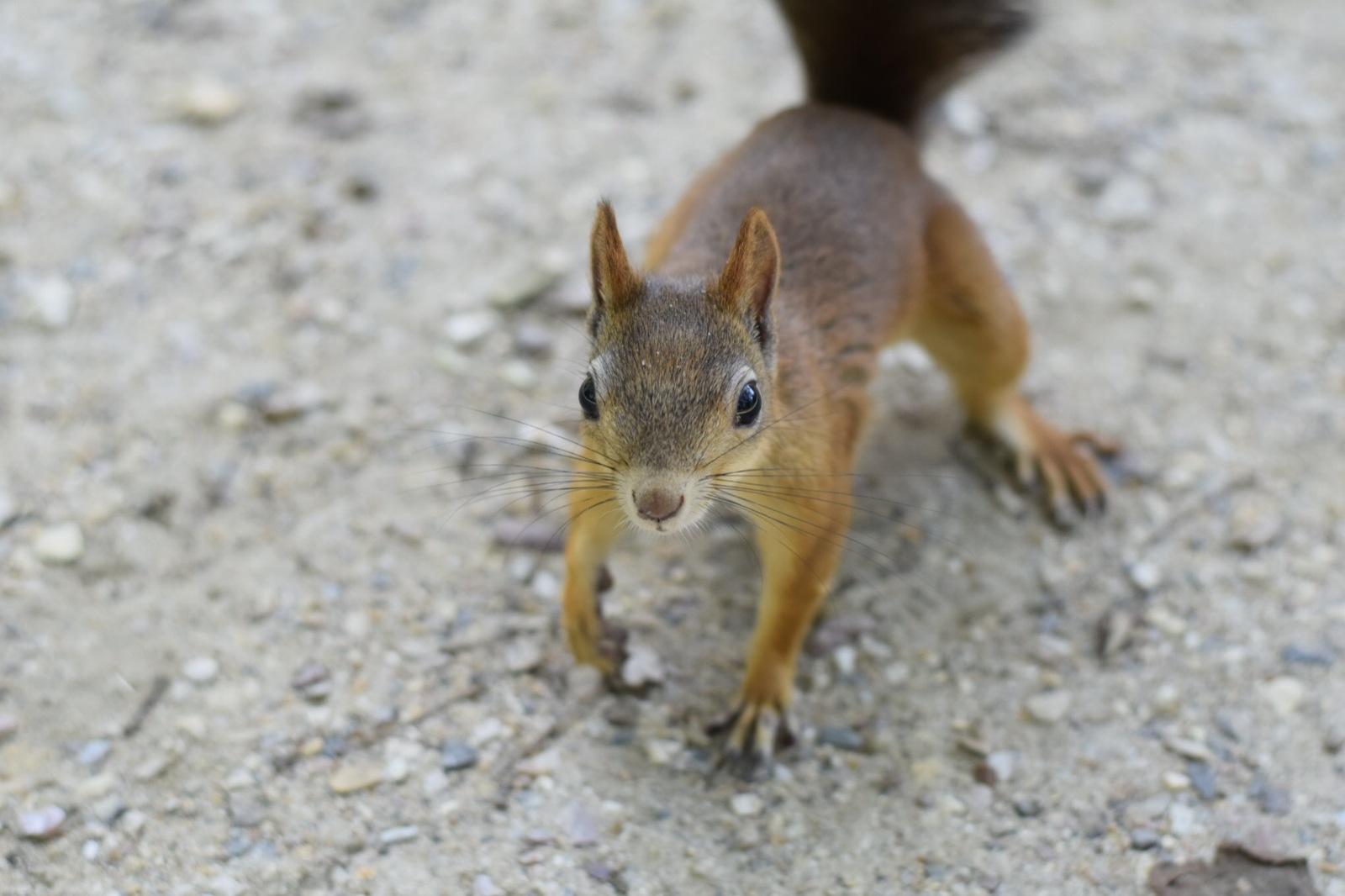 Her cuteness is a squirrel! - My, Squirrel, Nikon, Nikon d5300