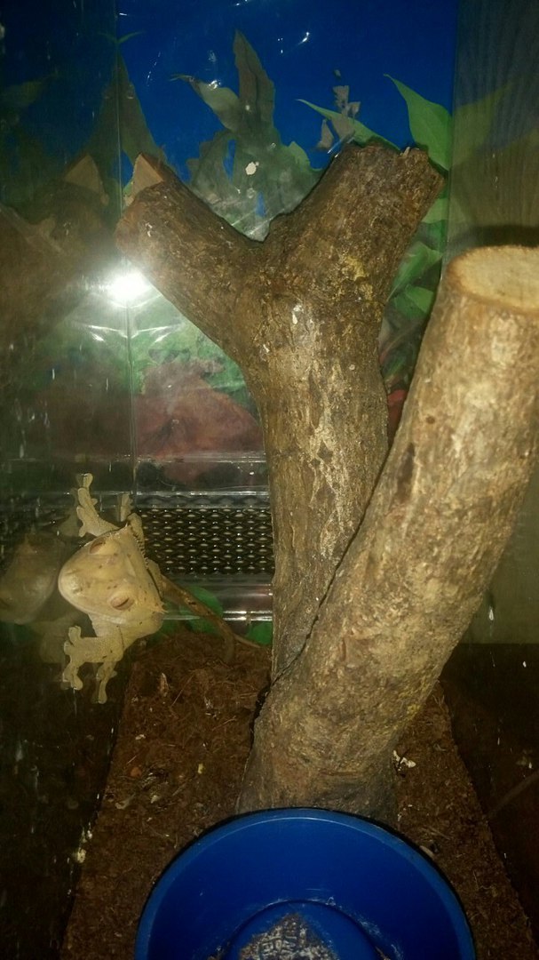 My zoo. - My, Reptiles, Pets, Agama, Eublefar, Turtle, Ciliated banana-eater, Longpost