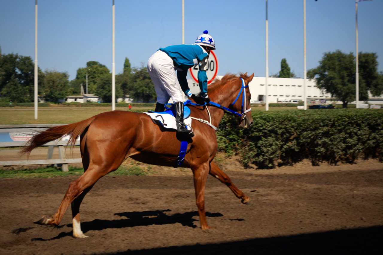 Races for the Governor's Cup in Rostov-on-Don - My, Horses, Horse racing, Rostov-on-Don, Governor's Cup, Photo, Longpost