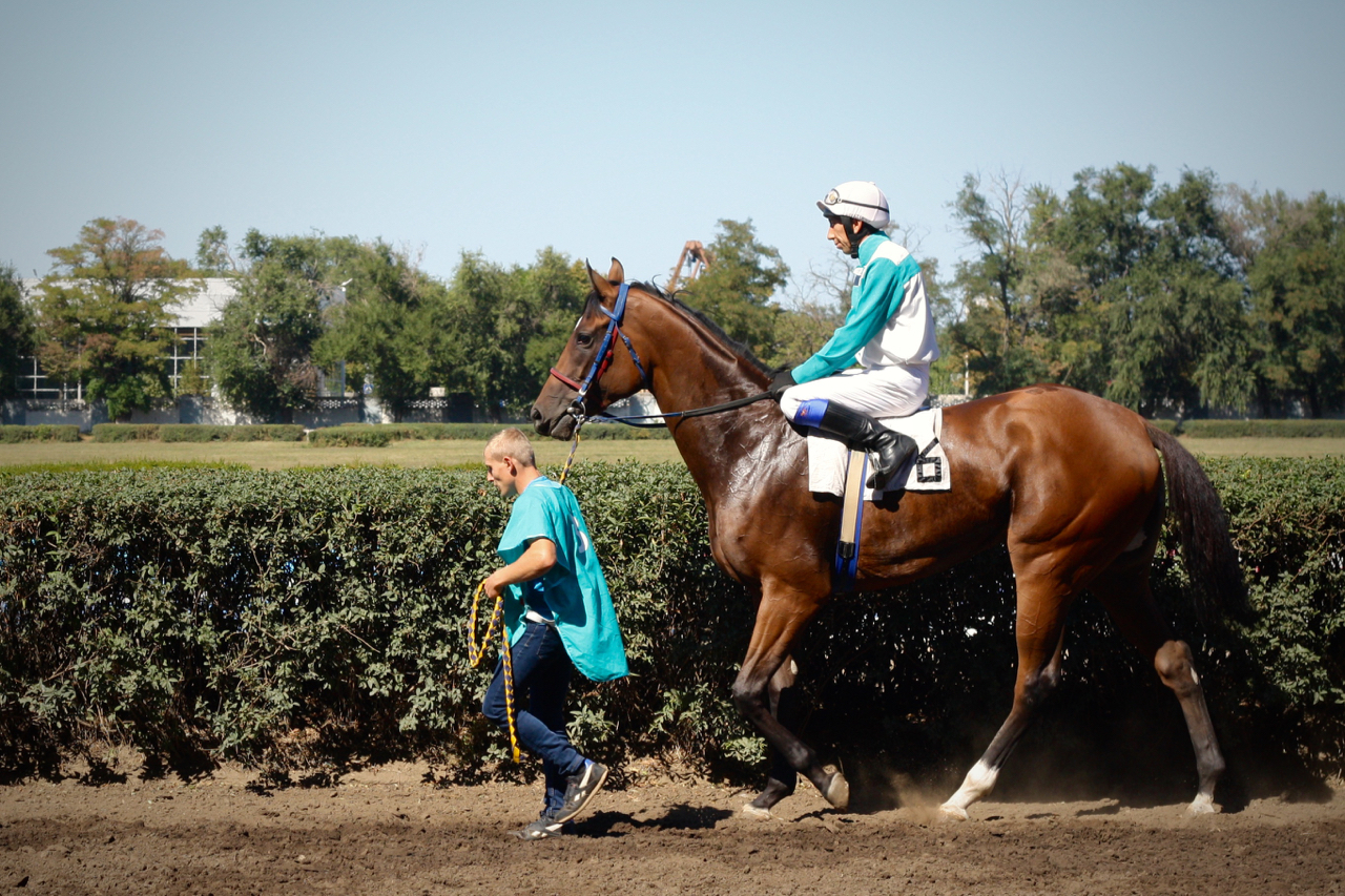 Races for the Governor's Cup in Rostov-on-Don - My, Horses, Horse racing, Rostov-on-Don, Governor's Cup, Photo, Longpost