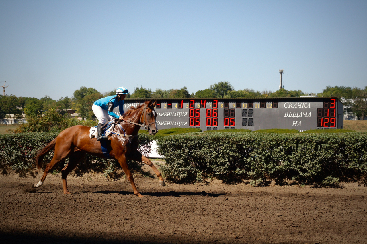 Races for the Governor's Cup in Rostov-on-Don - My, Horses, Horse racing, Rostov-on-Don, Governor's Cup, Photo, Longpost