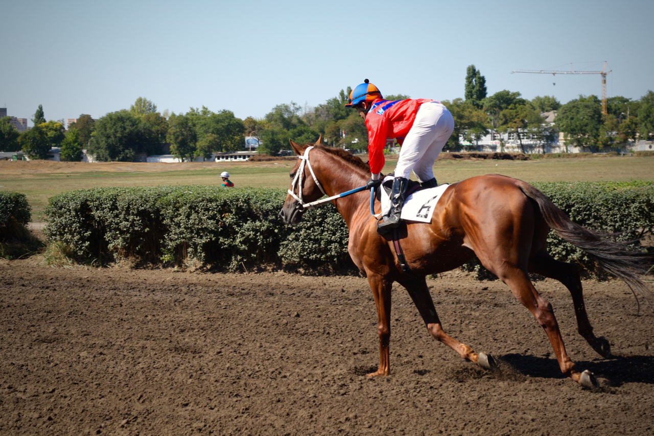 Races for the Governor's Cup in Rostov-on-Don - My, Horses, Horse racing, Rostov-on-Don, Governor's Cup, Photo, Longpost