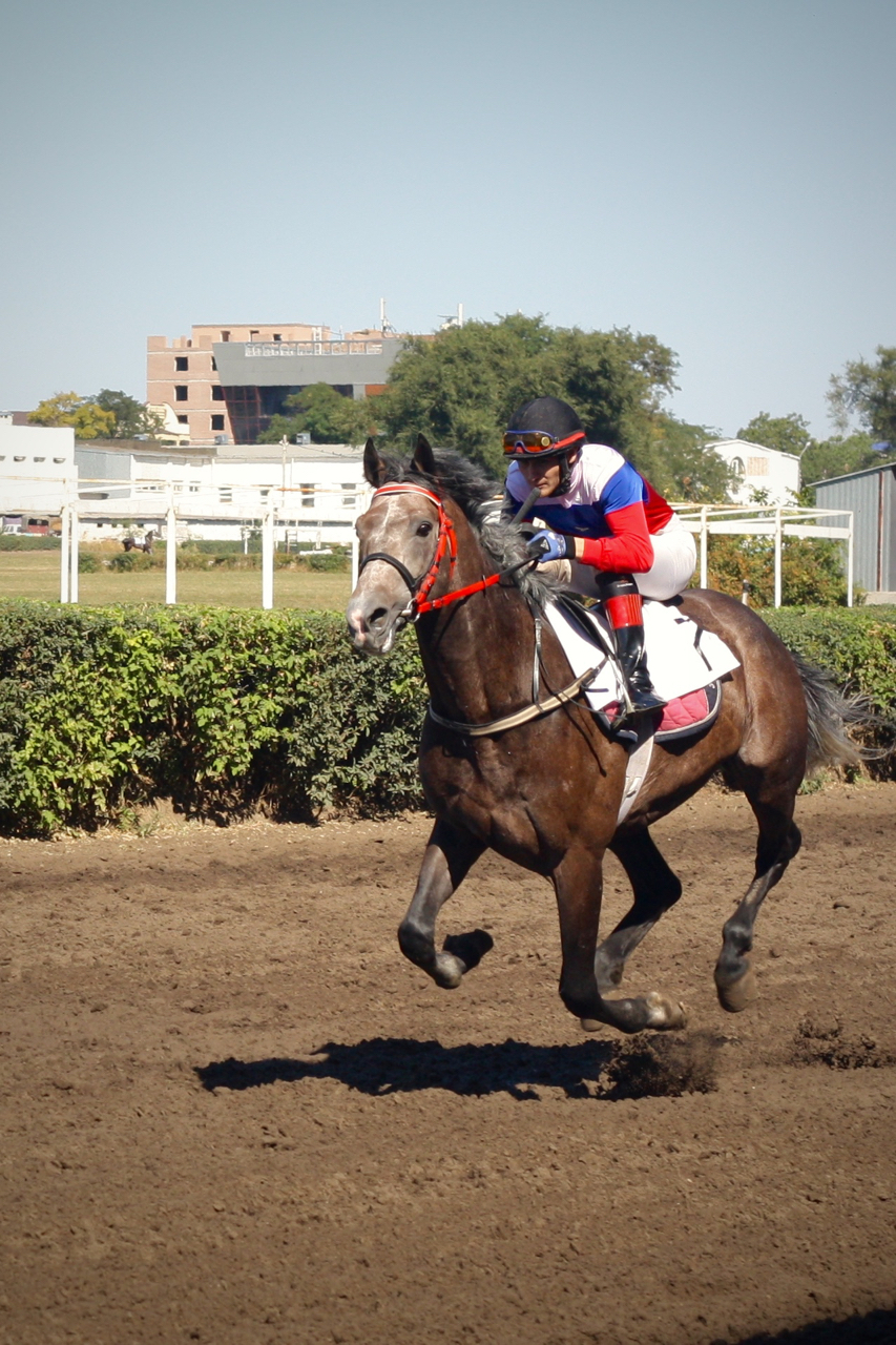 Races for the Governor's Cup in Rostov-on-Don - My, Horses, Horse racing, Rostov-on-Don, Governor's Cup, Photo, Longpost