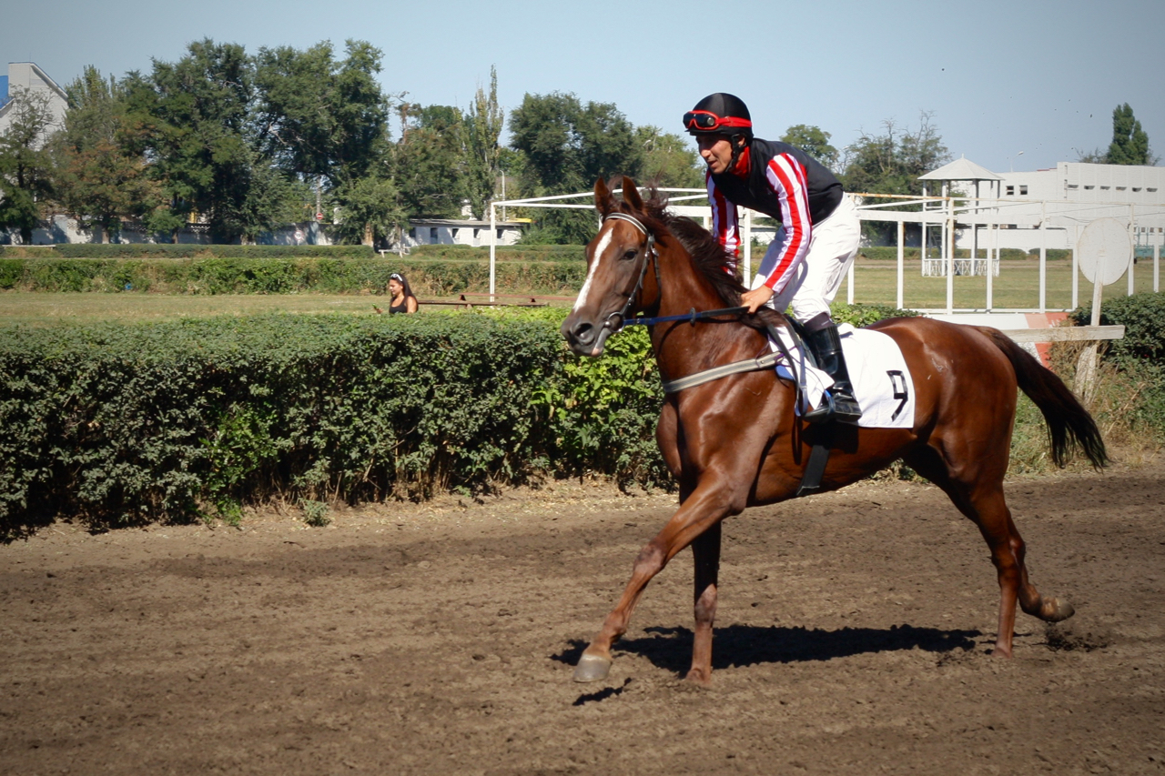 Races for the Governor's Cup in Rostov-on-Don - My, Horses, Horse racing, Rostov-on-Don, Governor's Cup, Photo, Longpost