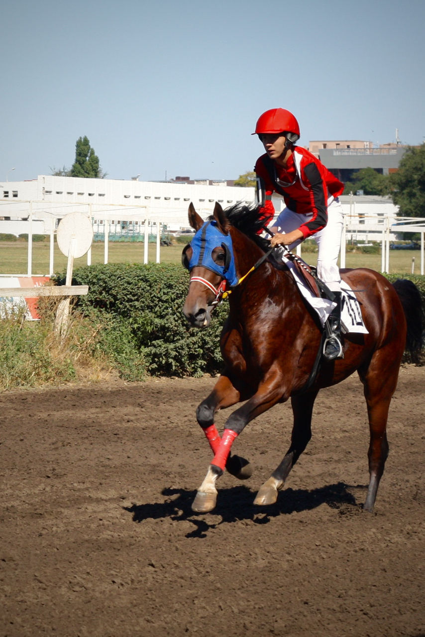 Races for the Governor's Cup in Rostov-on-Don - My, Horses, Horse racing, Rostov-on-Don, Governor's Cup, Photo, Longpost