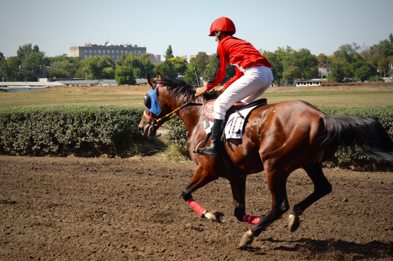 Races for the Governor's Cup in Rostov-on-Don - My, Horses, Horse racing, Rostov-on-Don, Governor's Cup, Photo, Longpost