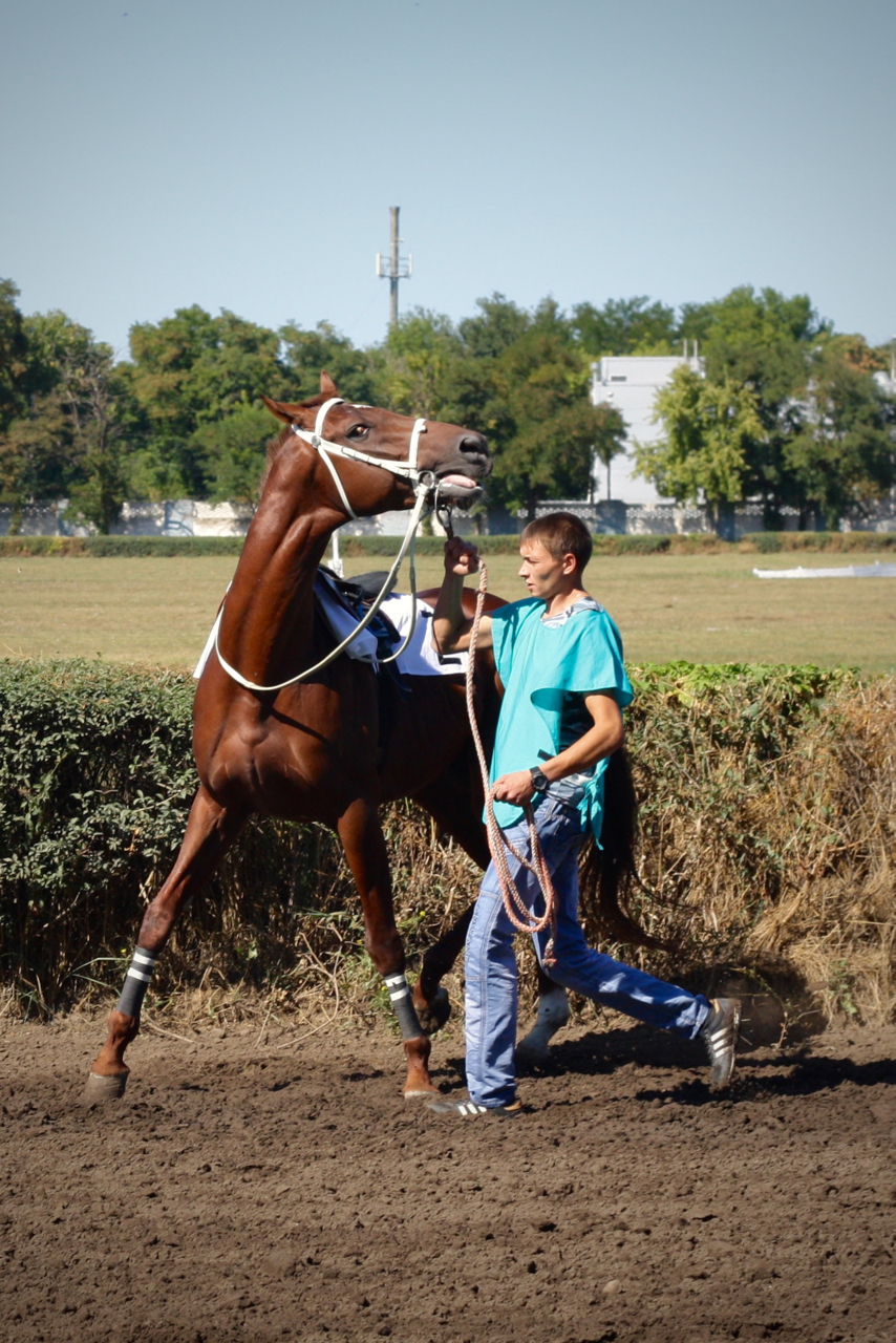 Races for the Governor's Cup in Rostov-on-Don - My, Horses, Horse racing, Rostov-on-Don, Governor's Cup, Photo, Longpost