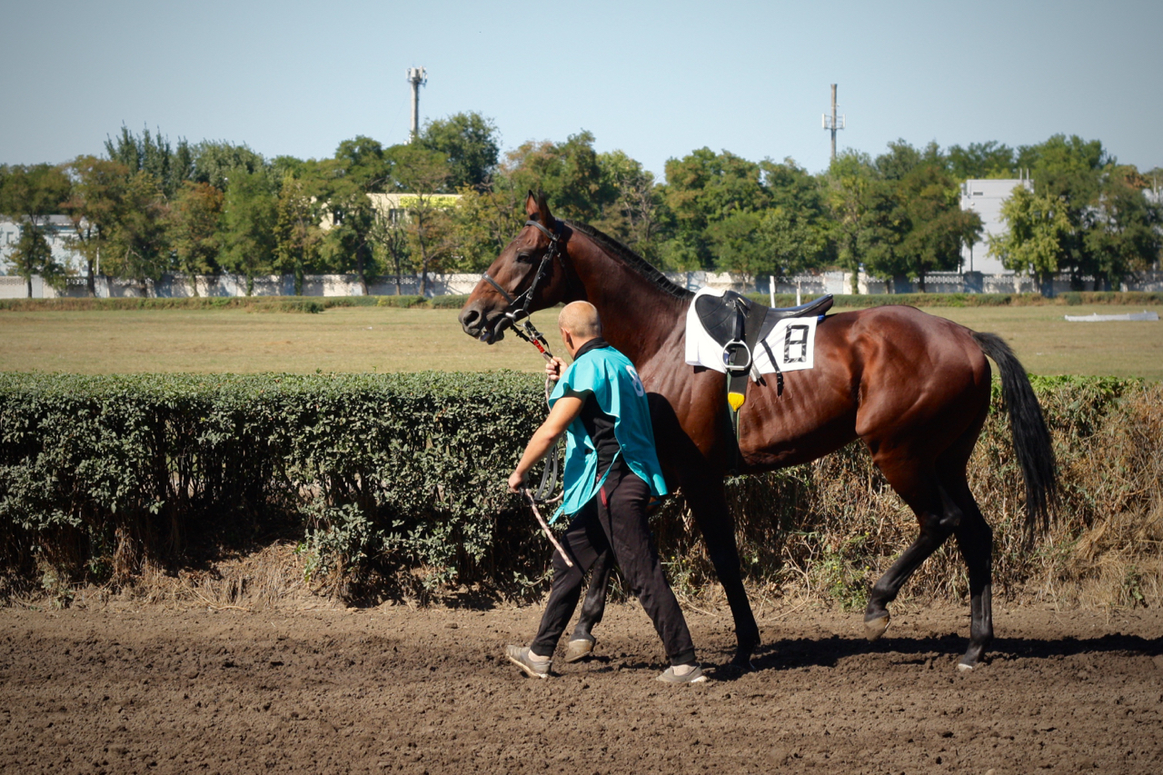 Races for the Governor's Cup in Rostov-on-Don - My, Horses, Horse racing, Rostov-on-Don, Governor's Cup, Photo, Longpost