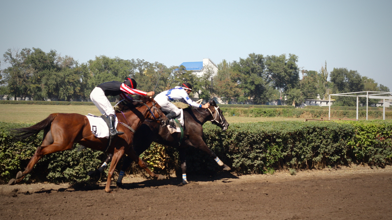 Races for the Governor's Cup in Rostov-on-Don - My, Horses, Horse racing, Rostov-on-Don, Governor's Cup, Photo, Longpost