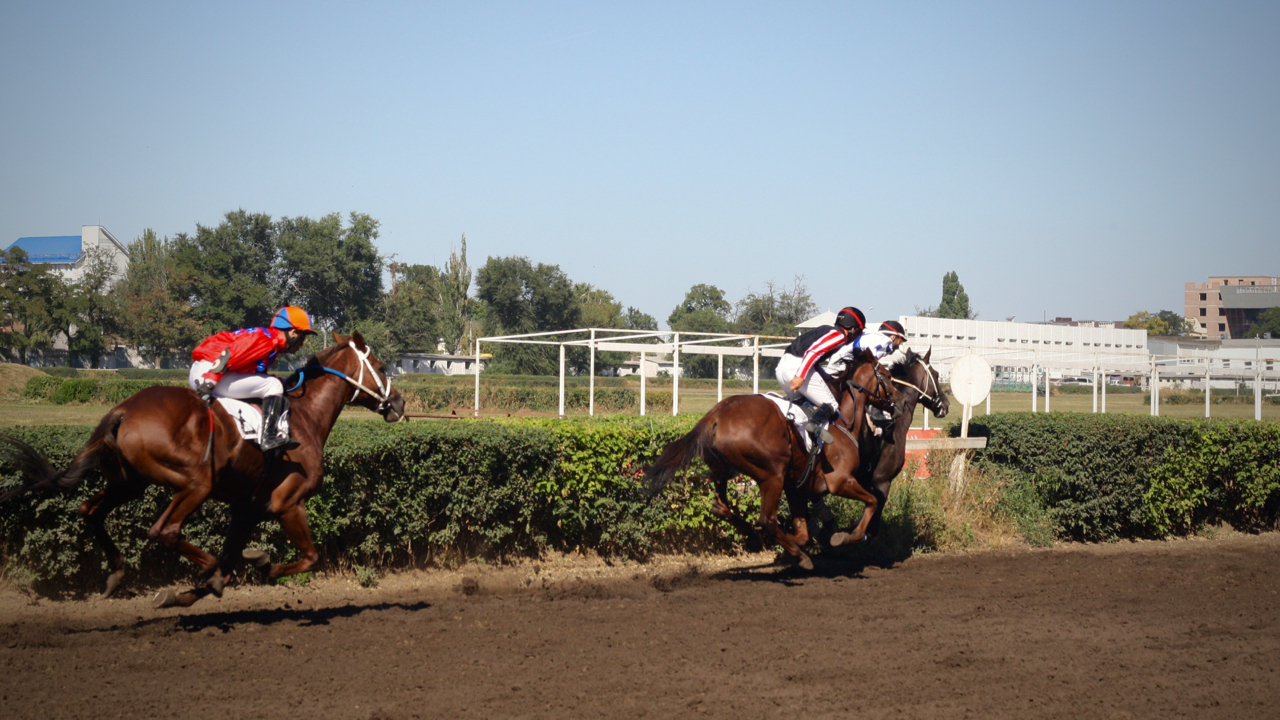 Races for the Governor's Cup in Rostov-on-Don - My, Horses, Horse racing, Rostov-on-Don, Governor's Cup, Photo, Longpost