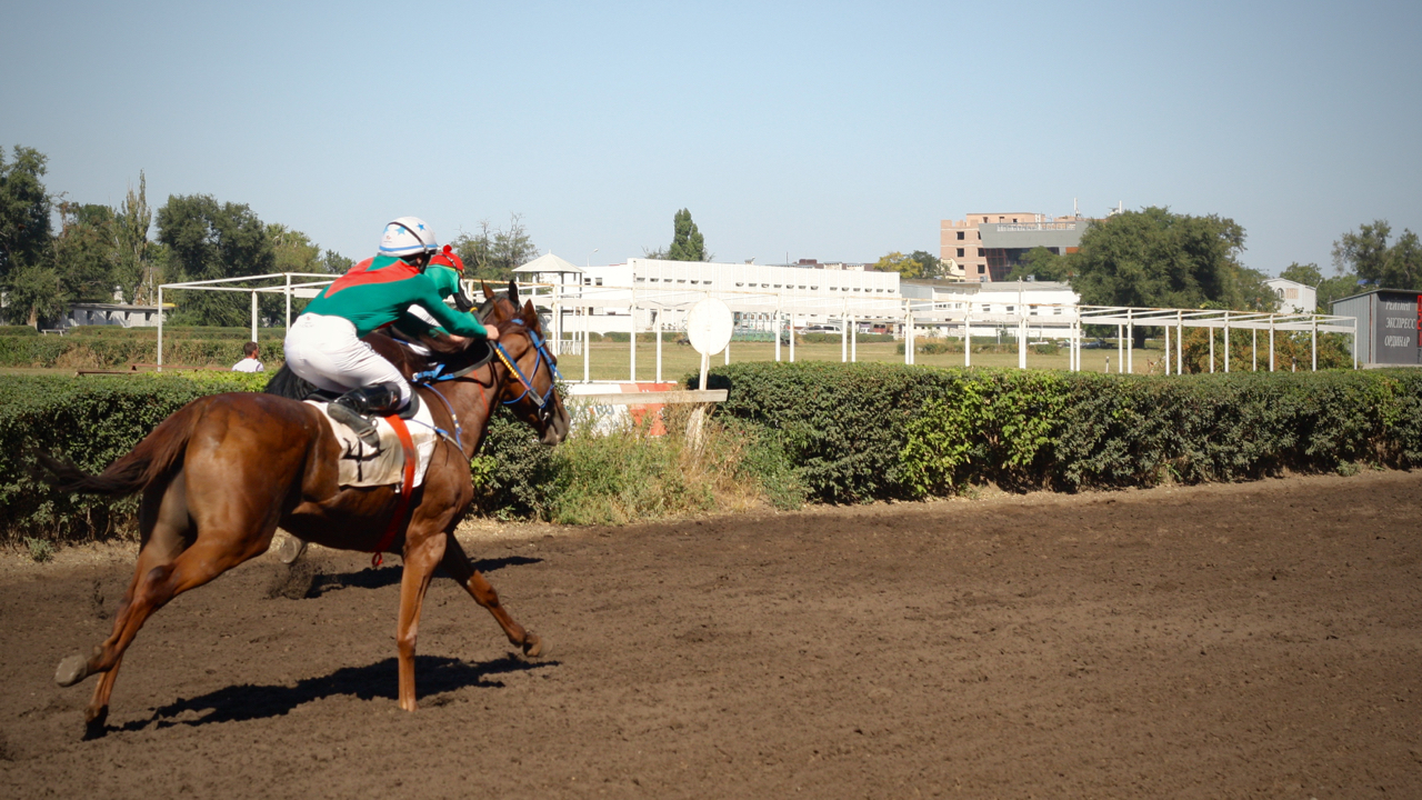 Races for the Governor's Cup in Rostov-on-Don - My, Horses, Horse racing, Rostov-on-Don, Governor's Cup, Photo, Longpost