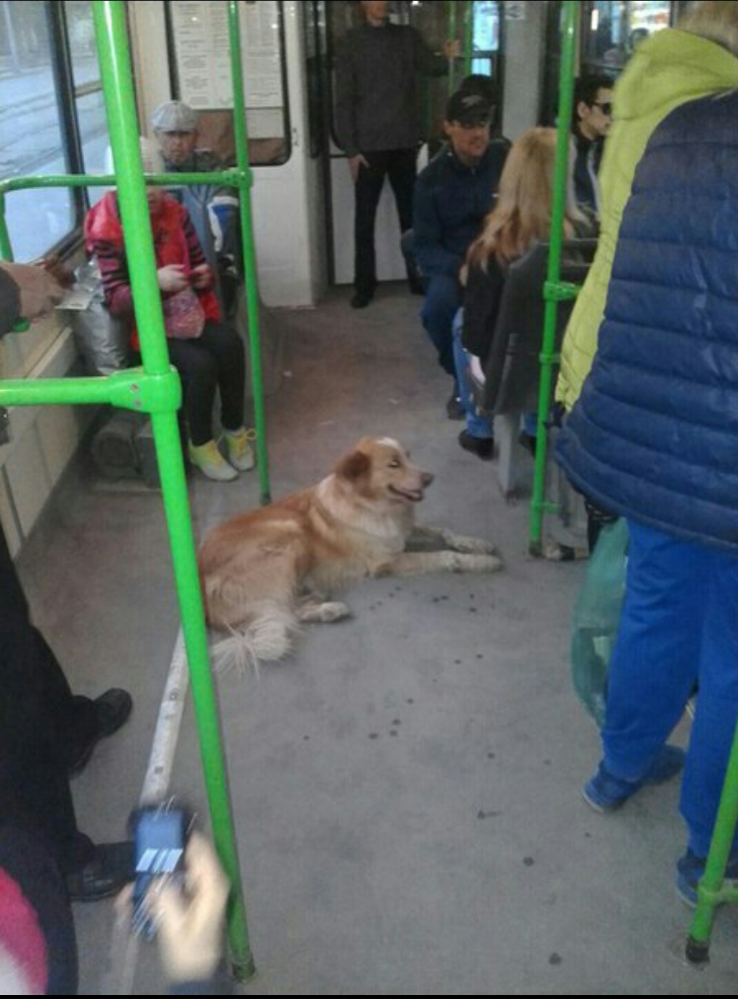 A dog with a difficult fate found his home) - Novosibirsk, Dog, Animals, Good, NHS, Longpost, Kindness