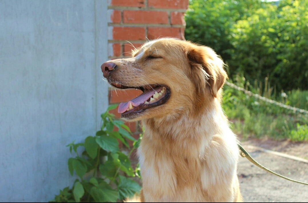 A dog with a difficult fate found his home) - Novosibirsk, Dog, Animals, Good, NHS, Longpost, Kindness