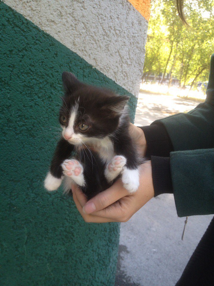 Tyumen! Achtung! My woman brought three more! But seven is not a lucky number! - My, Cats and kittens, Tyumen, In good hands, Longpost, cat, Help