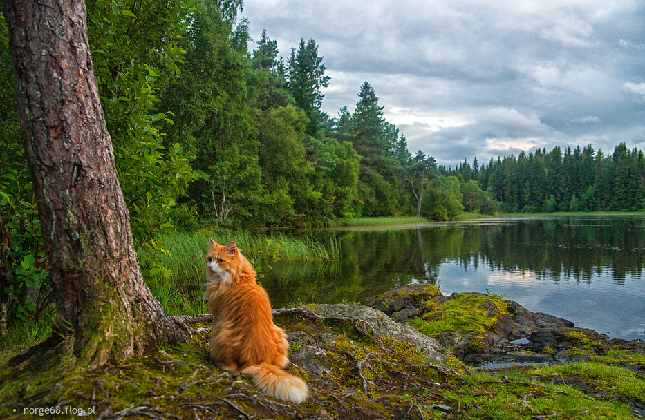 Master, will we take pike here? - cat, Nature, Positive