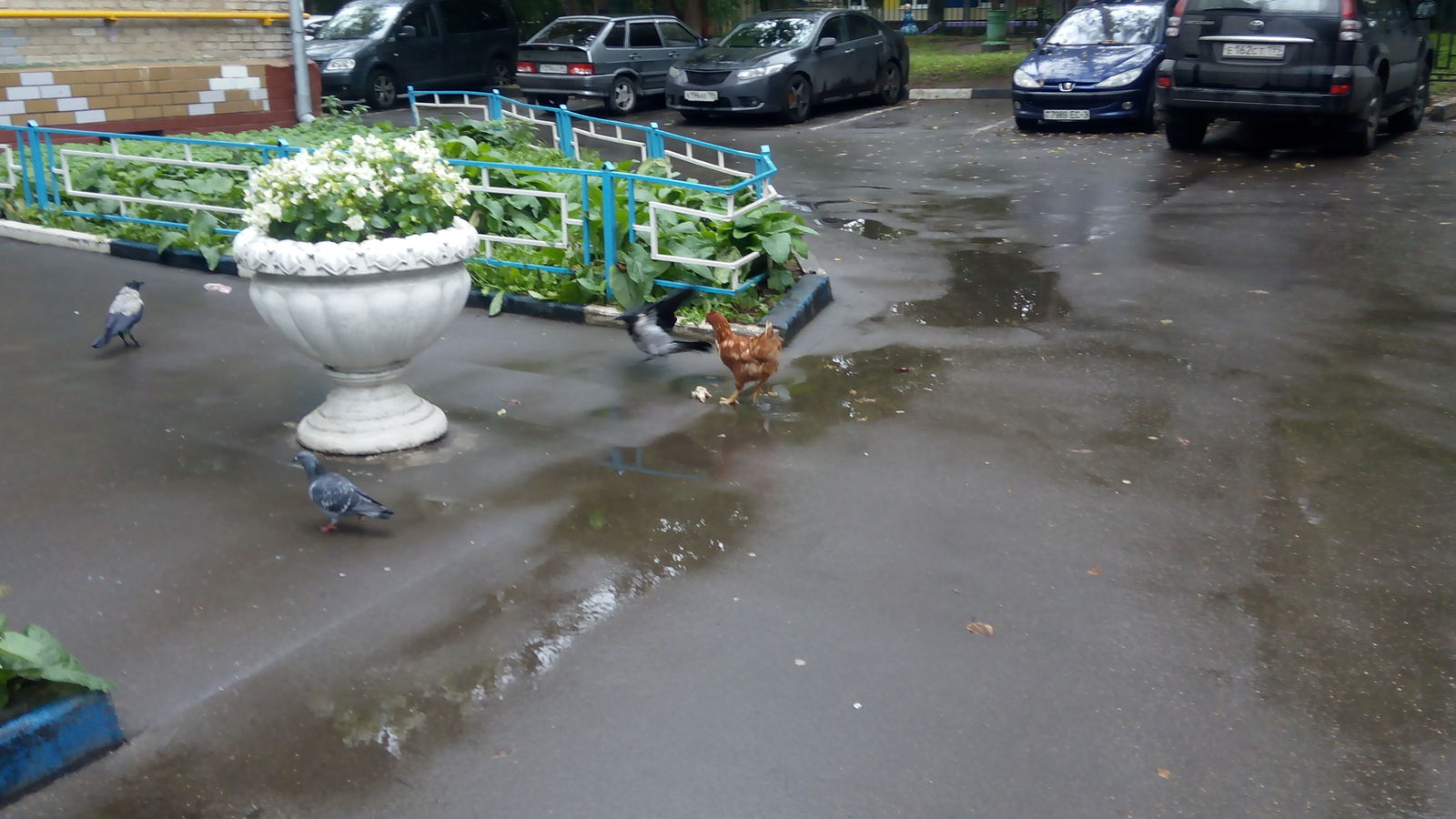 When you think nothing will surprise you, a chicken appears, fighting with a crow for a piece of turkey - My, Moscow, Hen, Photo, Tags are clearly not mine