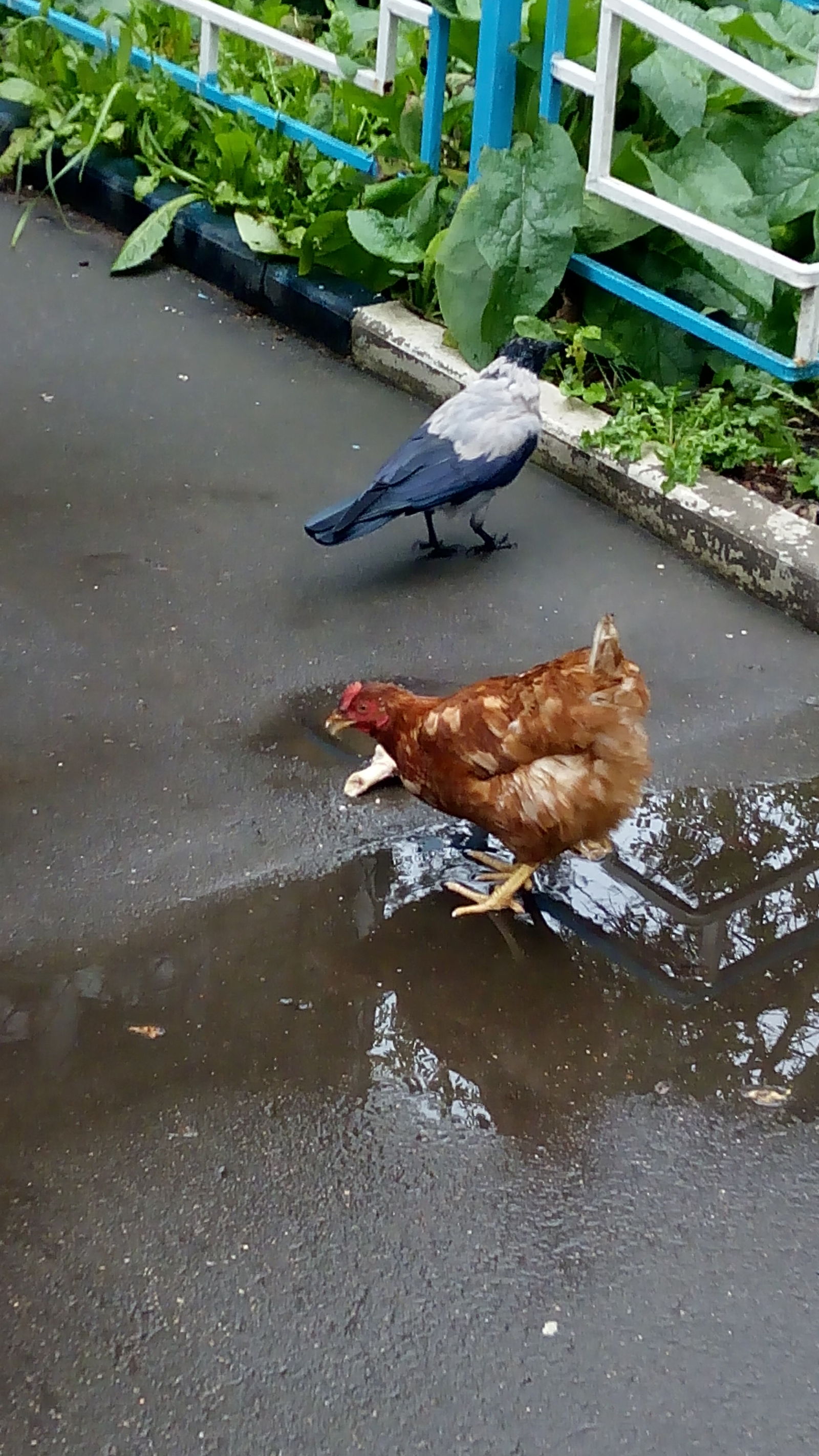 When you think nothing will surprise you, a chicken appears, fighting with a crow for a piece of turkey - My, Moscow, Hen, Photo, Tags are clearly not mine