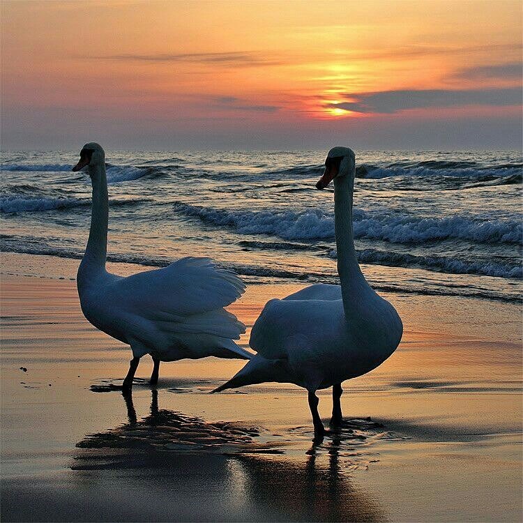 Swans in the sunset - My, , Swans, , Beach, Sea, Ocean, Sunset, Nature