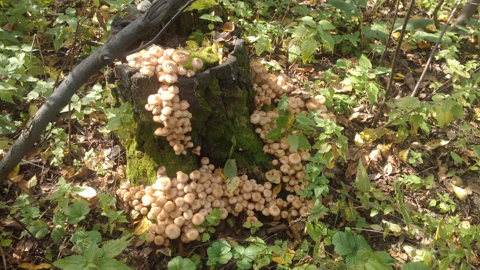 I wish you all such finds. - My, Mushrooms, Honey mushrooms, Longpost