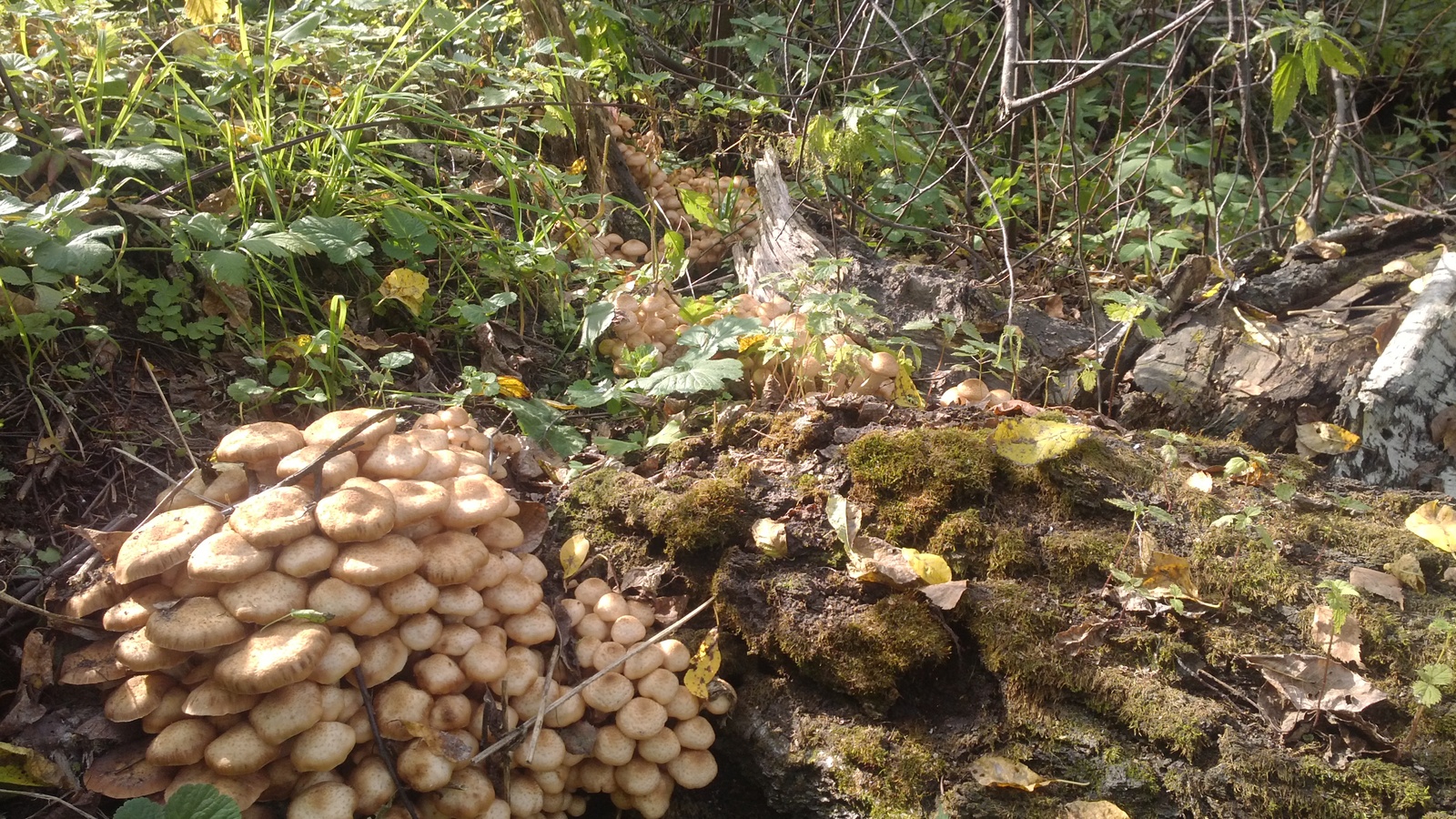 I wish you all such finds. - My, Mushrooms, Honey mushrooms, Longpost