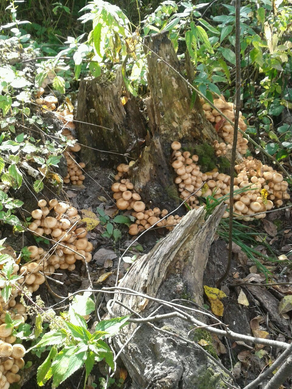 I wish you all such finds. - My, Mushrooms, Honey mushrooms, Longpost