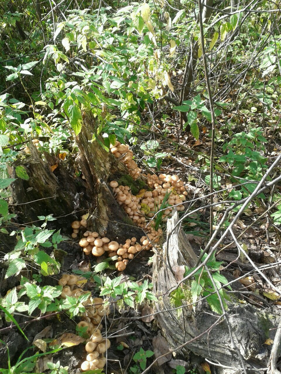 I wish you all such finds. - My, Mushrooms, Honey mushrooms, Longpost