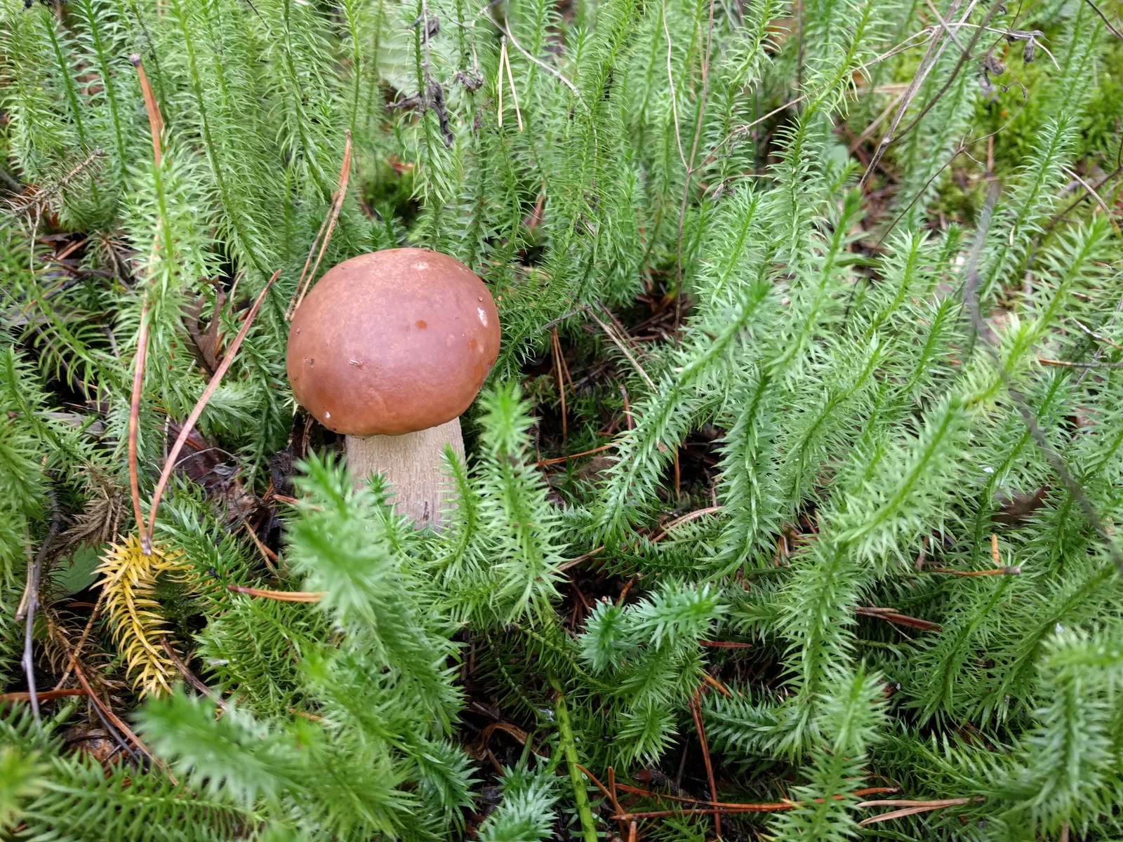 morning catch - My, Mushrooms, Nature, Photo, The photo, Switzerland, Forest, Food, Text, Longpost